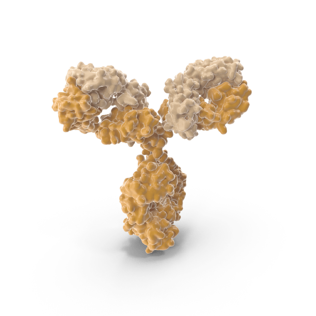 Anti-Pectic polysaccharide, alpha-1,5-arabinan (monoclonal, clone LM6)