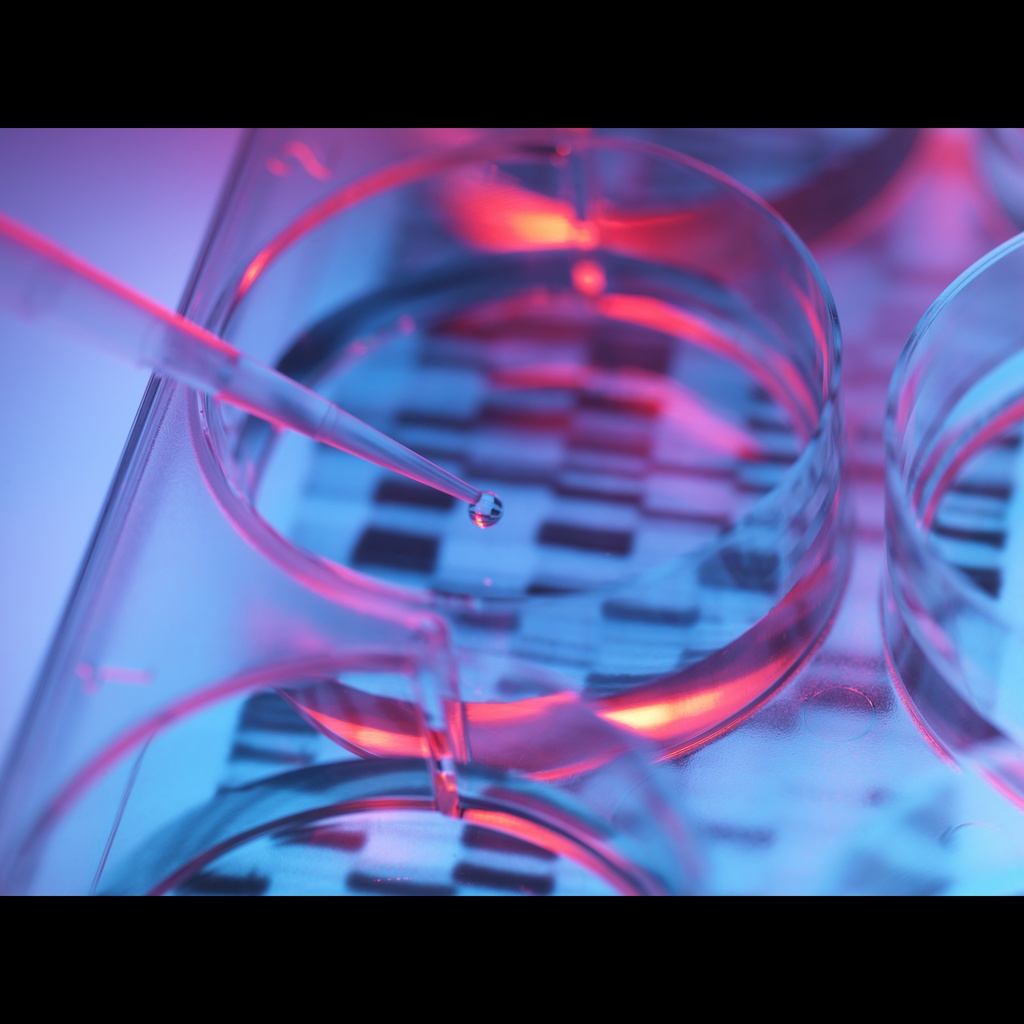 cDNA size: Human Adult Normal Tissue: Colon size: 40 Reactions