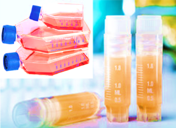 [SK-25CELL-120] Mouse NK Cells