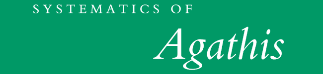 Agathis